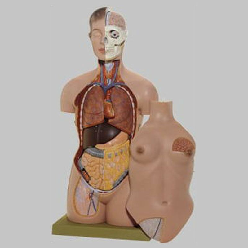 女人体 女性 人体モデル 人体模型 11インチ 約30cm 人体筋肉模型 模型 樹脂 筋骨格 CGペインティング 彫刻 1:6 スタンド付き レッド (女)
